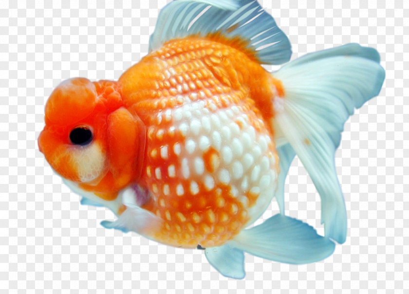 Goldfish Koi PNG