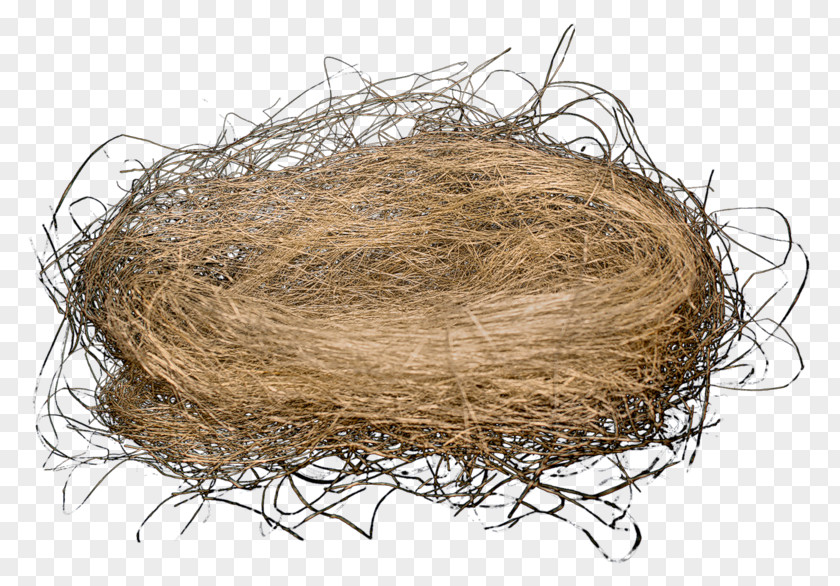 Nest Bird Egg PNG