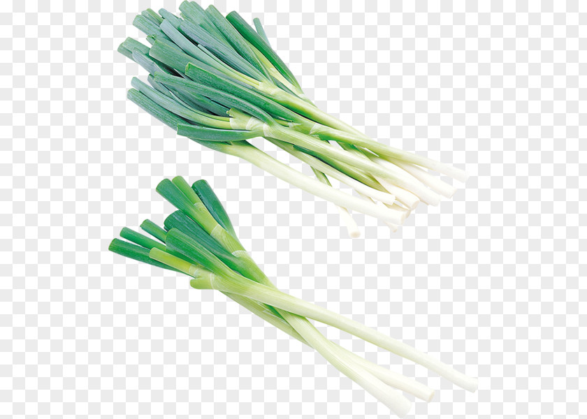 Onion Allium Fistulosum Clip Art PNG