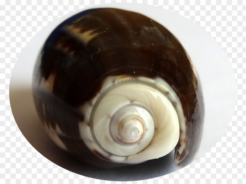 Snail Sea Canto General Caracola Light PNG