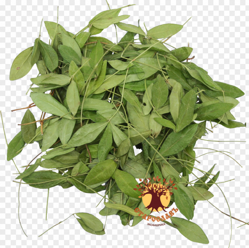 Vinca Minor Periwinkle Traditional Medicine Medicinal Plants Shrub PNG