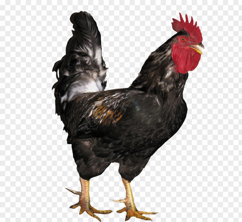 Big Black Cock Rooster Chicken Poultry PNG