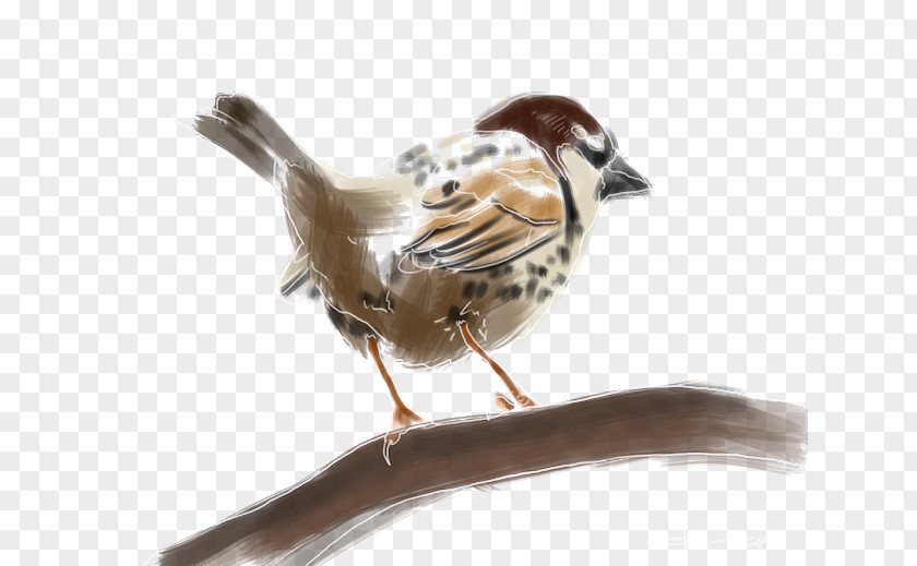 Bird House Sparrow Spanish Moineau Atlantic Canary PNG