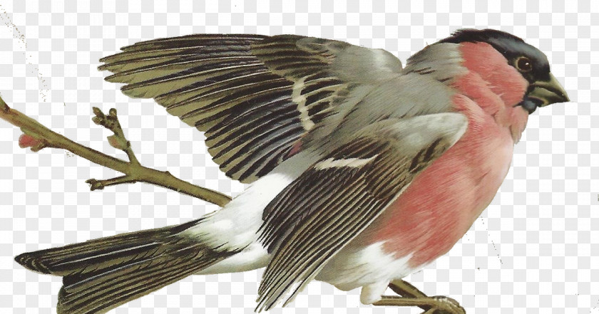 Bullfinch Bird Finch Passerine Beak Feather PNG