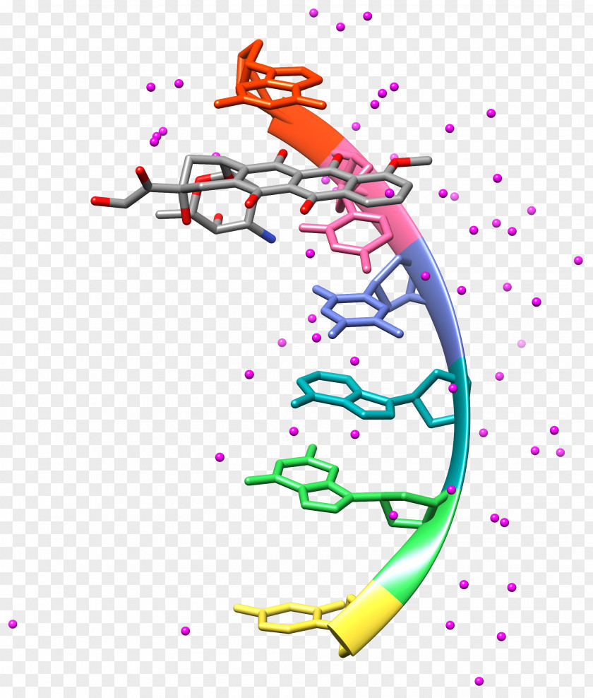 Dynamic Water DNA Docking Molecule Organic Chemistry PNG