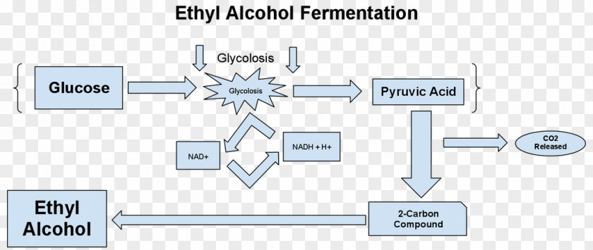 Ethanol Fermentation Diagram Alcoholic Drink PNG