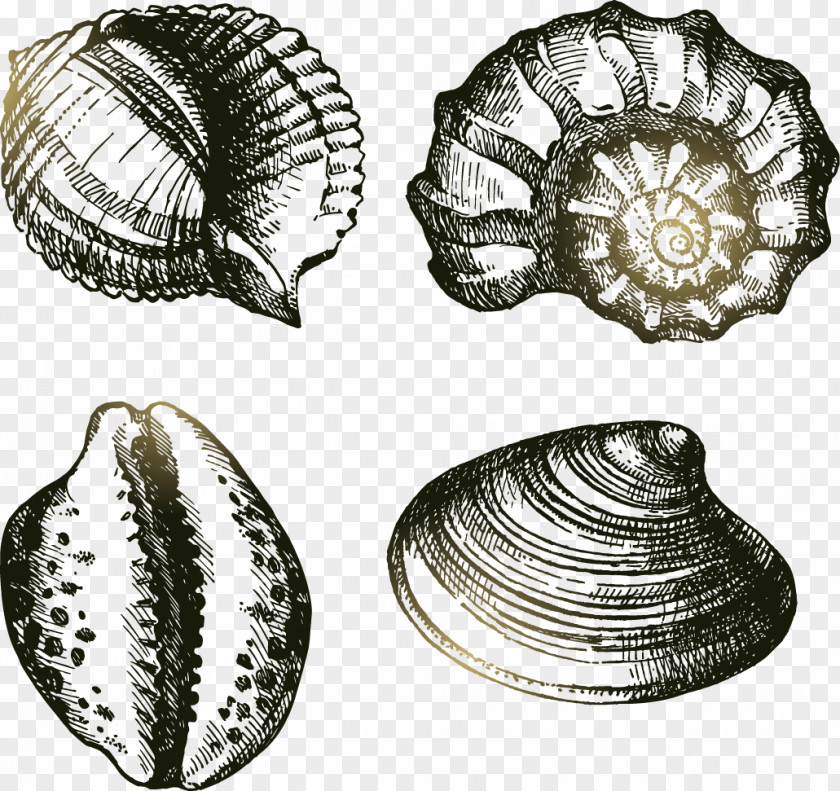 Hand-painted Shells Drawing Seashell Cowry Illustration PNG