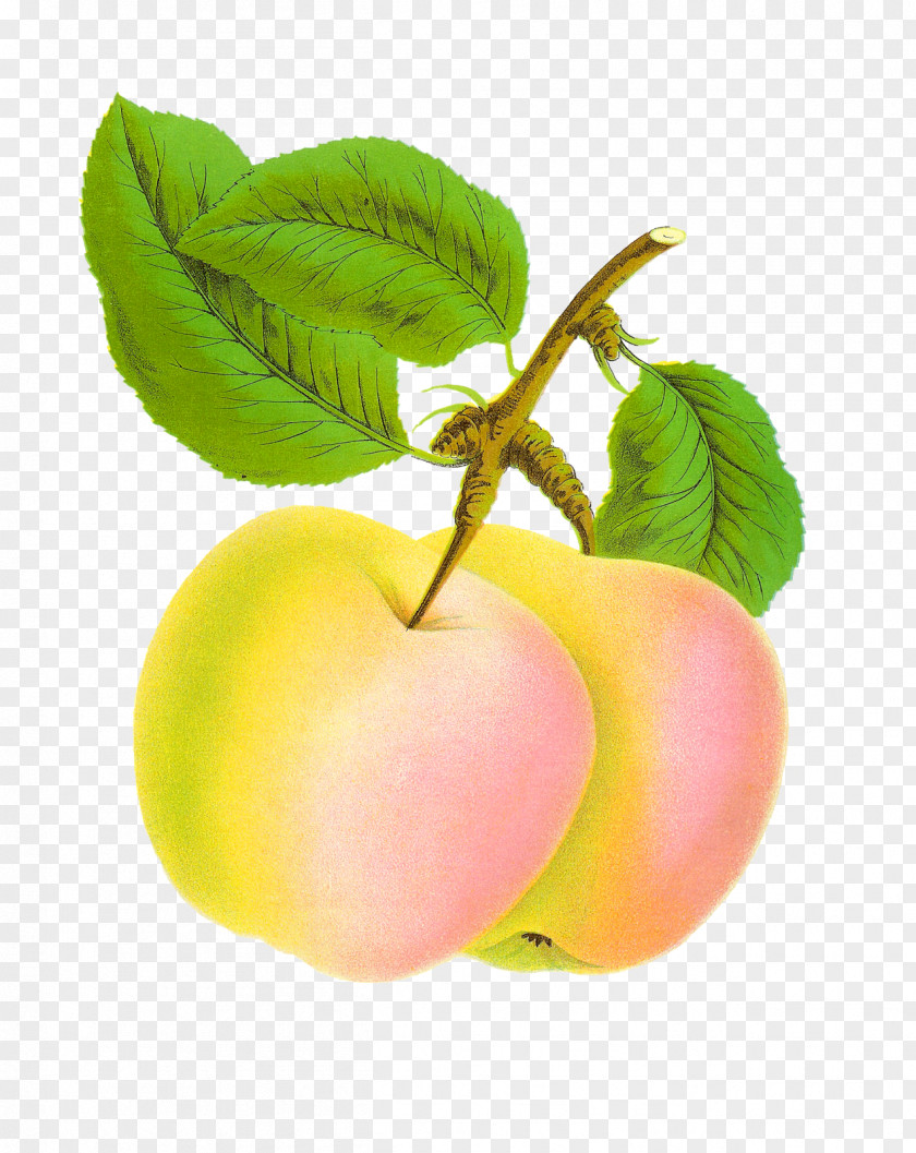 Apple Fruit Food Clip Art PNG