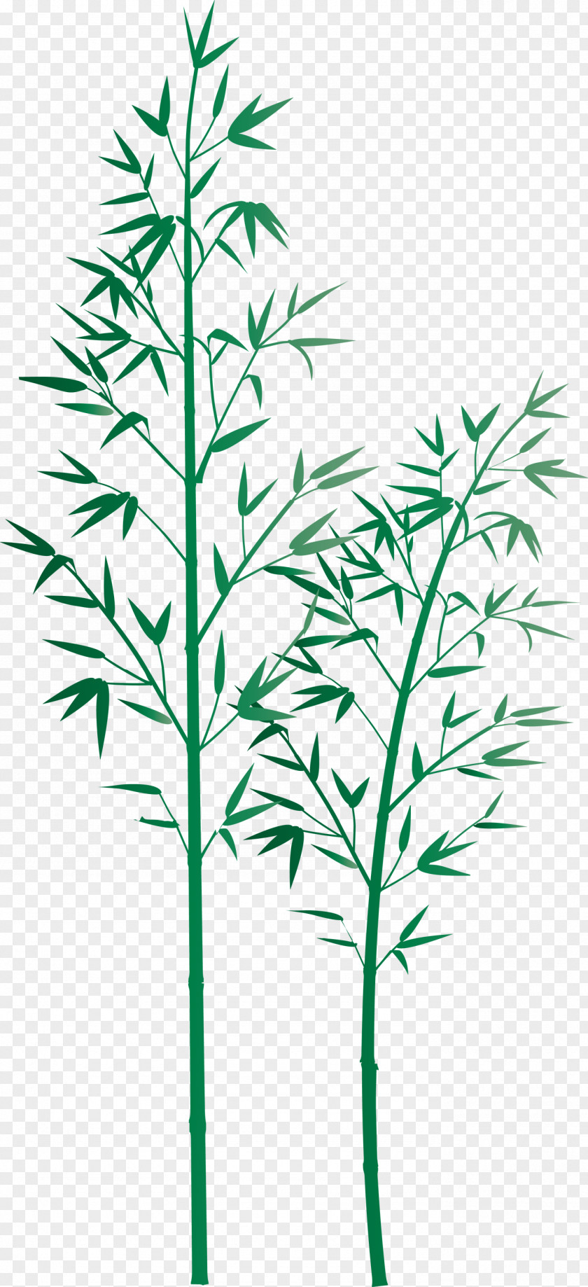 Bamboo Leaf PNG