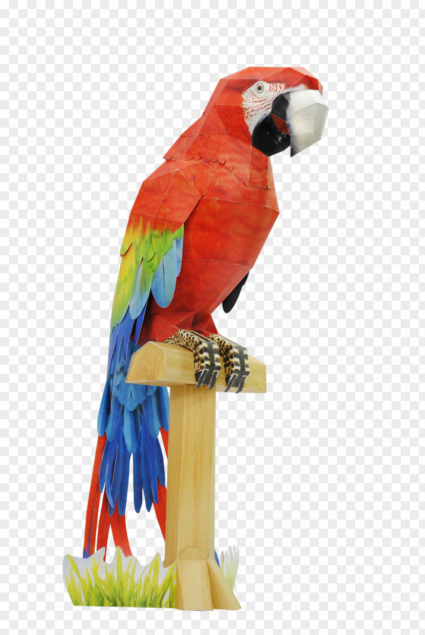 Bird Budgerigar Macaw Paper Parrot PNG