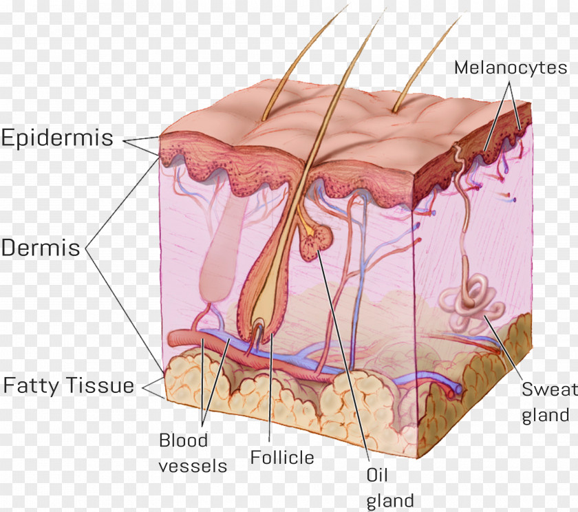 Hair Follicle Human Skin Subcutaneous Tissue Epidermis PNG