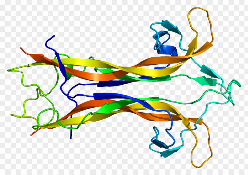 Nerve Structure Brain-derived Neurotrophic Factor Neurotrophin Factors Protein PNG