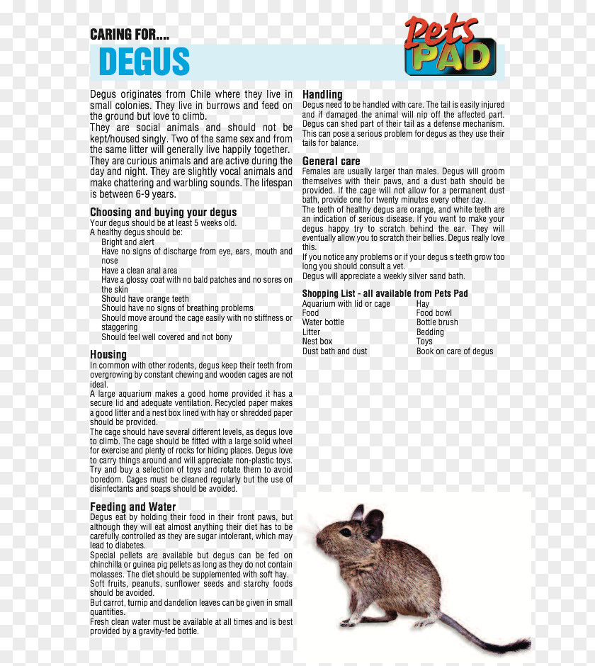 Pet Care Muroids Golden Hamster Font PNG