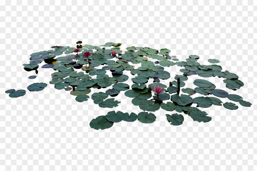 Sacred Lotus Tree Root Ornamental Plant Bonsai PNG