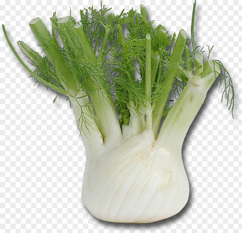 Vegetable Fennel Mediterranean Cuisine Herb Bulb PNG