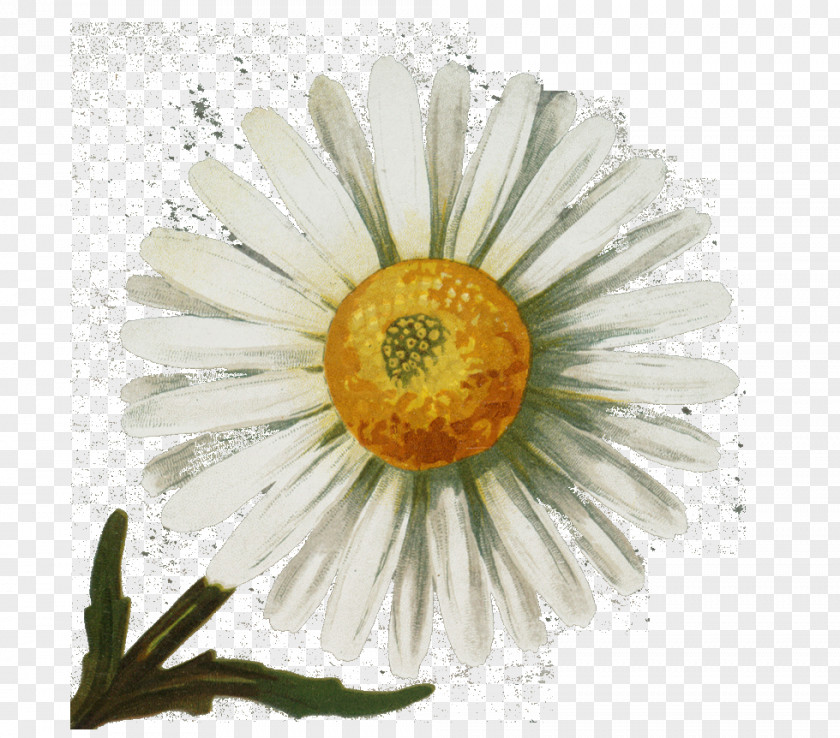 Antique Common Daisy Vintage Clothing PNG