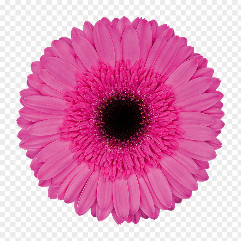 Chrysanthemum Transvaal Daisy Cut Flowers Pink M Petal PNG