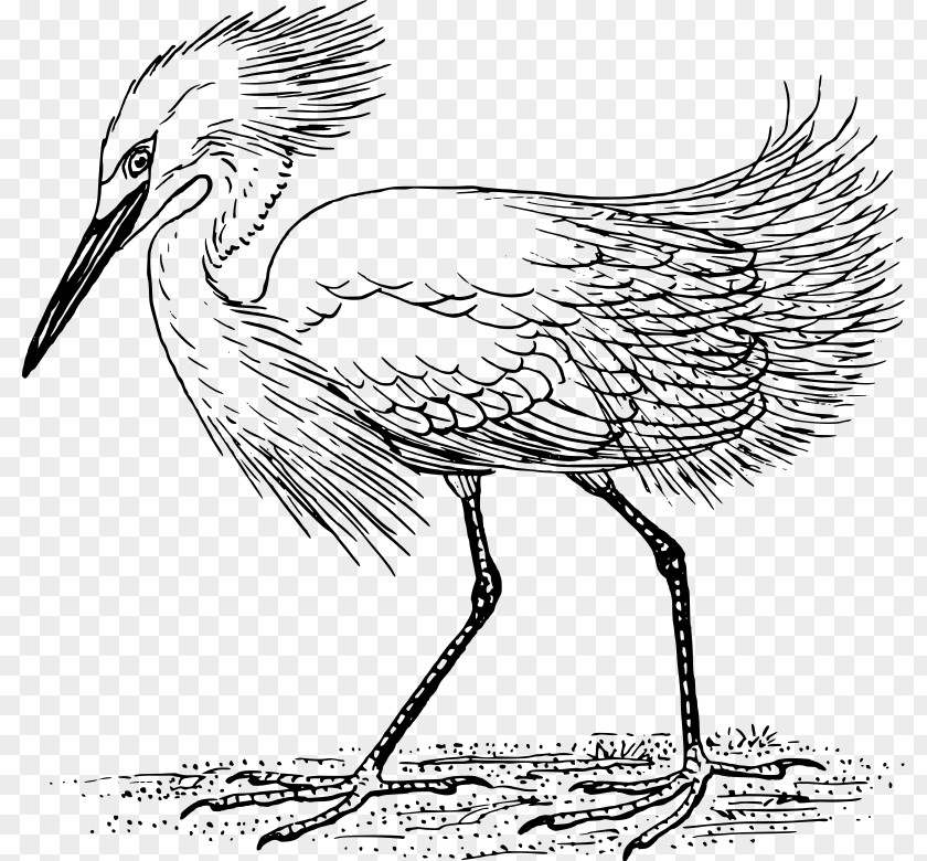 Crane Heron Egret Bird Clip Art PNG