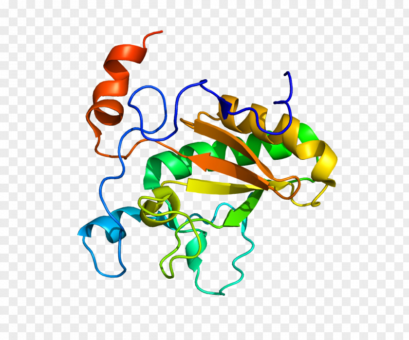 Hedgehog Patched Signaling Pathway Desert Sonic PNG