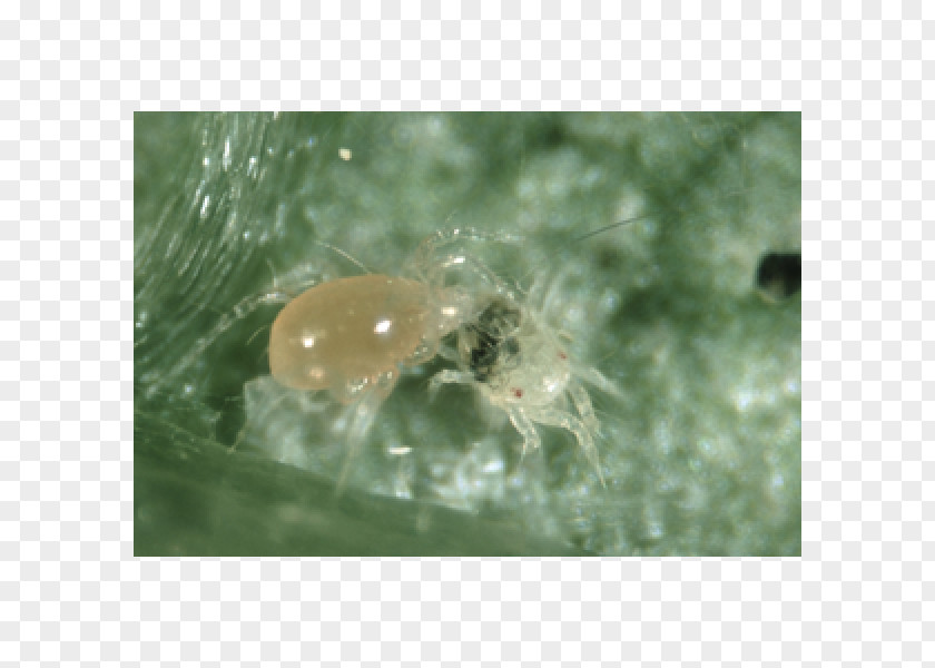 Insect Amblyseius Californicus Biological Pest Control Spider Mite PNG