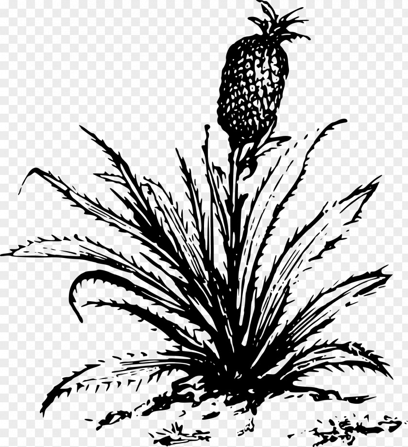 Pinapple Pineapple Growing Clip Art PNG