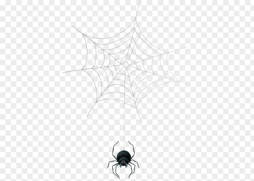 Spider Web Theridiidae Symmetry Point PNG