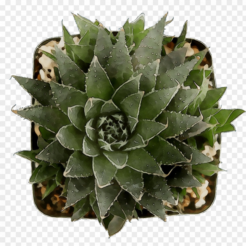 Agave Tequilana Aloe Vera Aloes PNG
