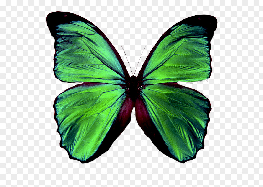 Butterfly Insect Green Brush-footed Butterflies Rockingham Psychology PNG