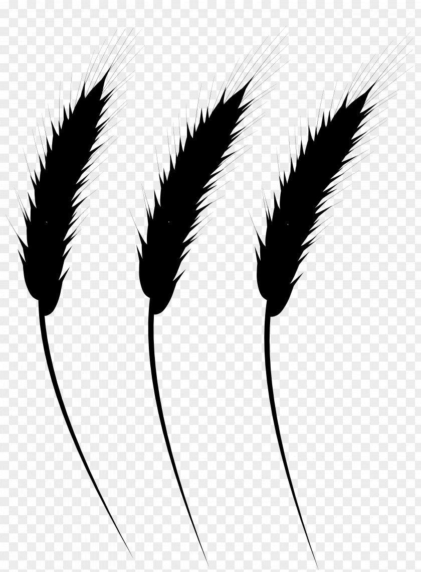 Font Eyebrow Commodity Grasses Line PNG