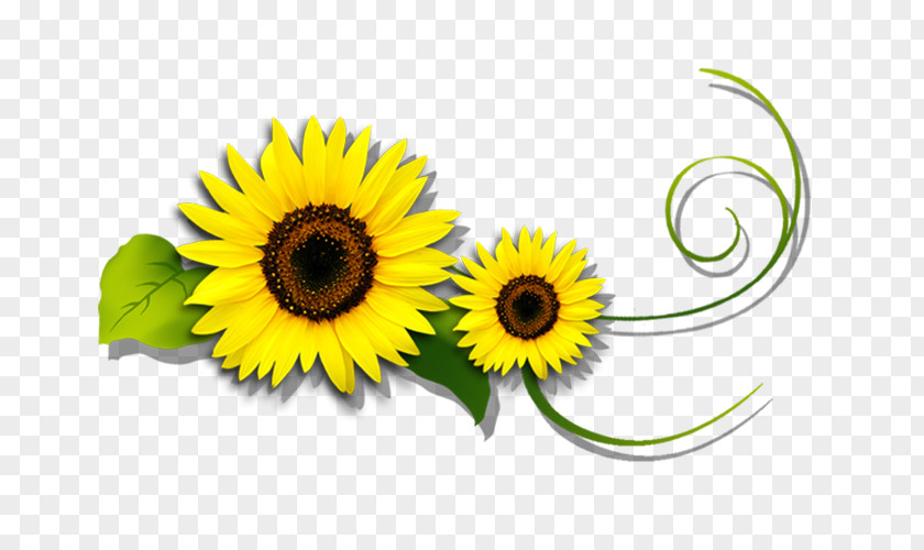 Fresh Yellow Sunflower Common Green PNG