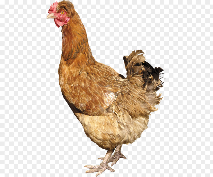 Fried Chicken Silkie Solid White Fowl Poultry PNG