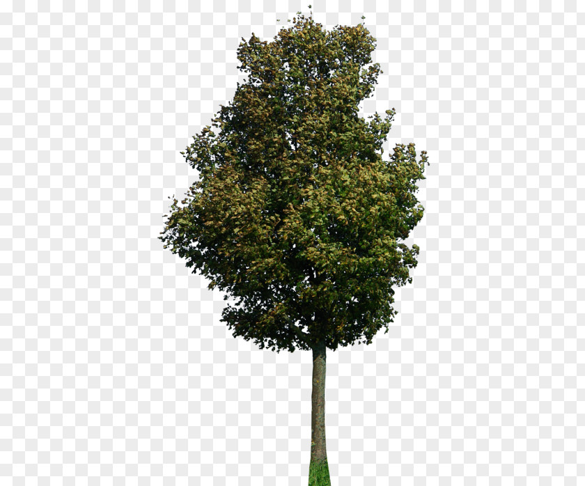 Tree 2D Clip Art PNG