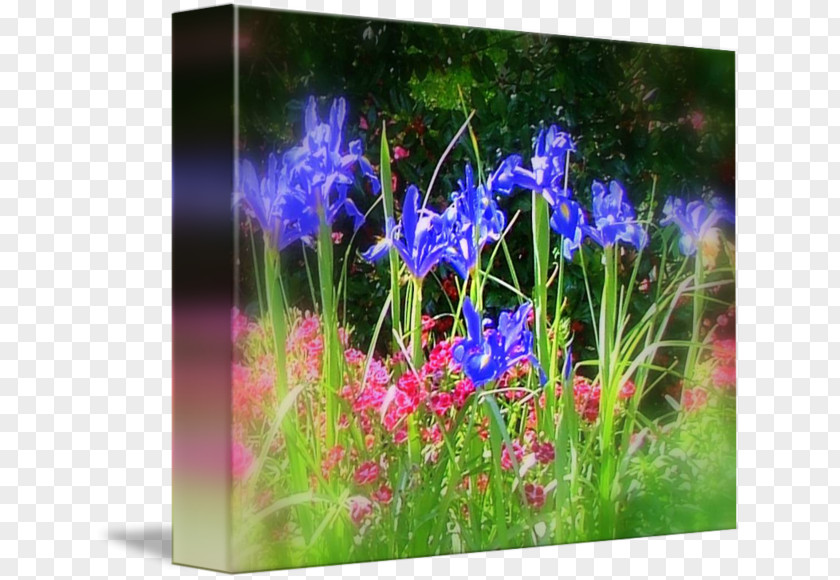 Violet English Lavender Meadow Wildflower Grasses PNG