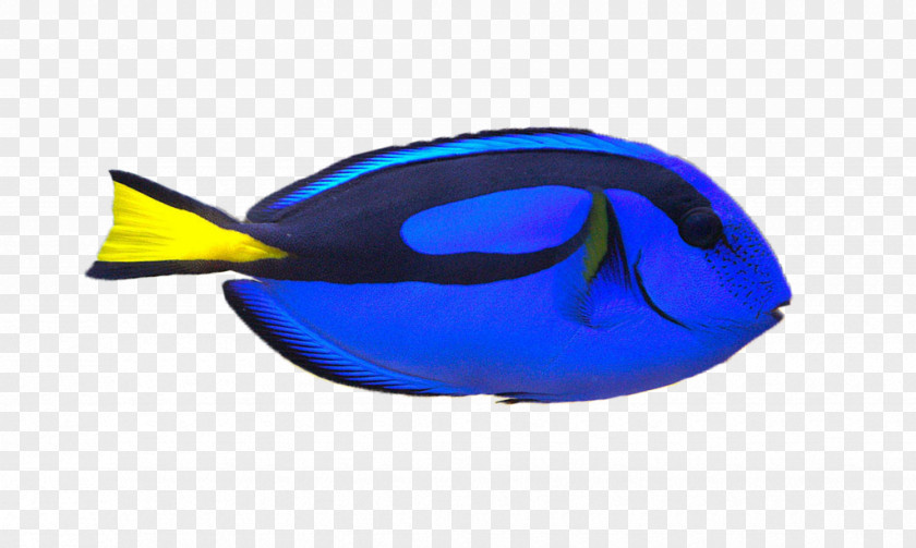 Yellow Clownfish Palette Surgeonfish Tang Clip Art PNG