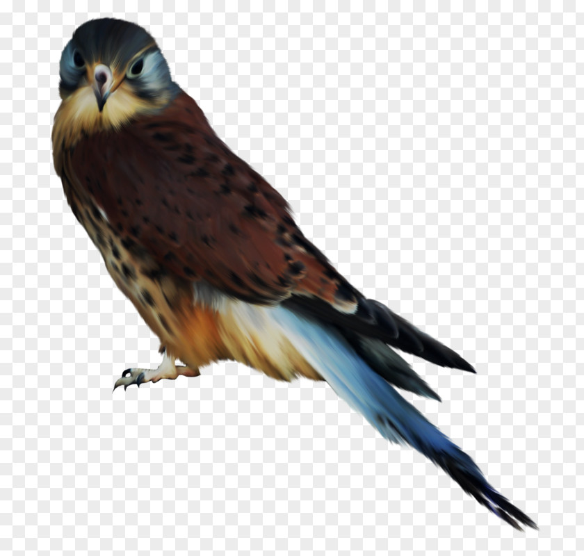 Bird Of Prey Owl Hawk Accipitriformes PNG