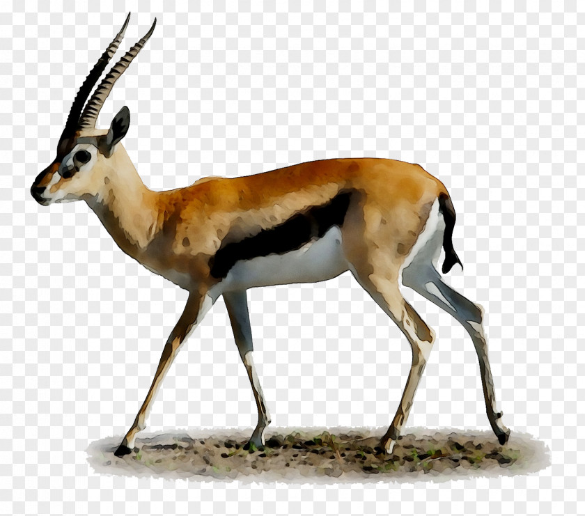 Desktop Wallpaper Springbok Impala Gazelle PNG