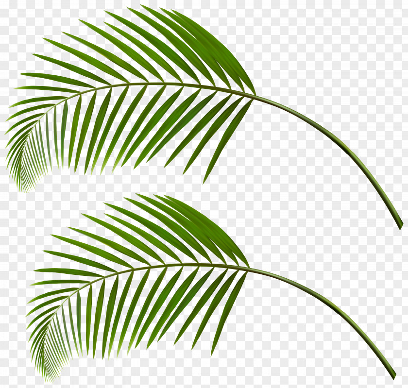Leaf Palm Trees Branch Image PNG