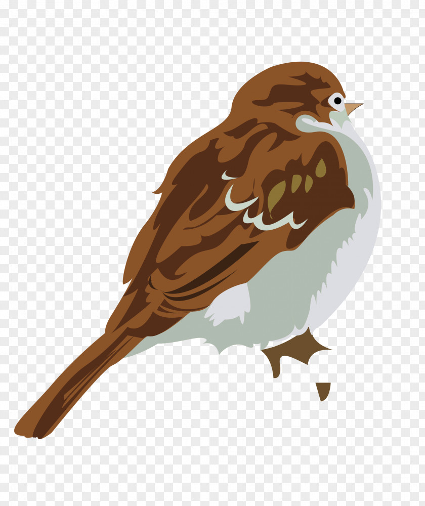 Watercolor Sparrow Painting Download PNG