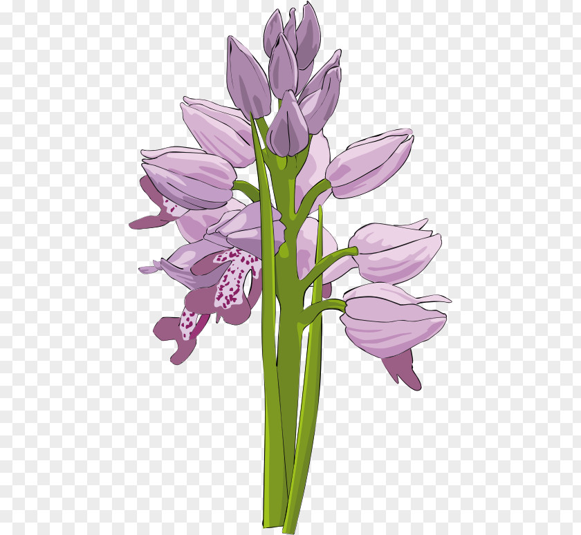 Orchid Cliparts Orchids Flower Favicon Clip Art PNG