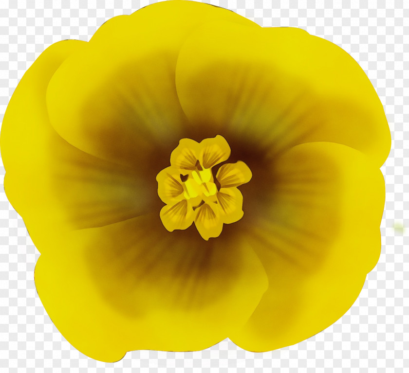 Perennial Plant Wildflower Yellow Petal Flower Flowering PNG