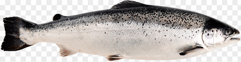 Sushi Norwegian Cuisine Norway Smoked Salmon PNG