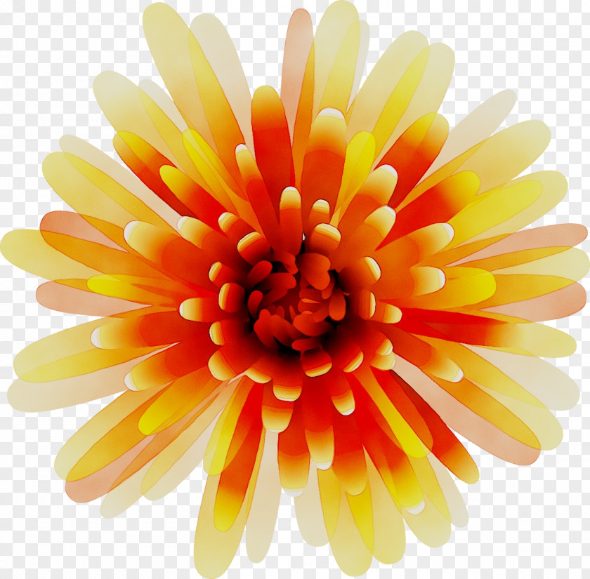 Transvaal Daisy Cut Flowers Chrysanthemum Petal PNG