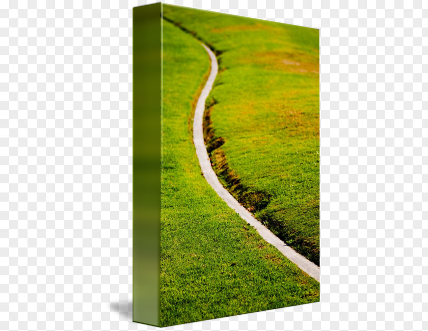 Country Road Lawn Meadow Landscape Grasses PNG