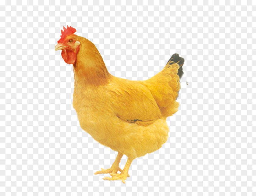 Gaina Chicken Bird Duck Poultry Cup PNG