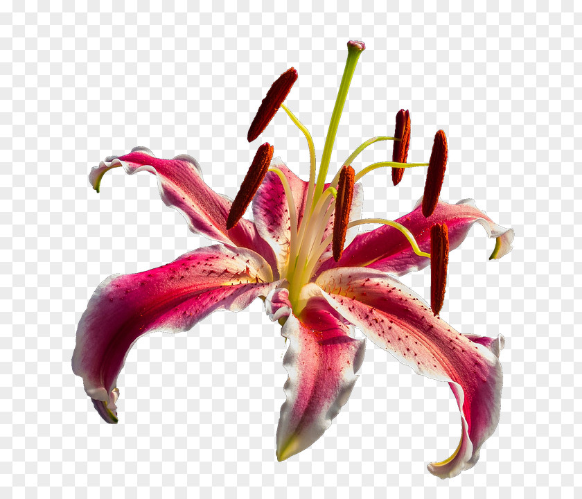 Lily Flower Pixabay Clip Art PNG