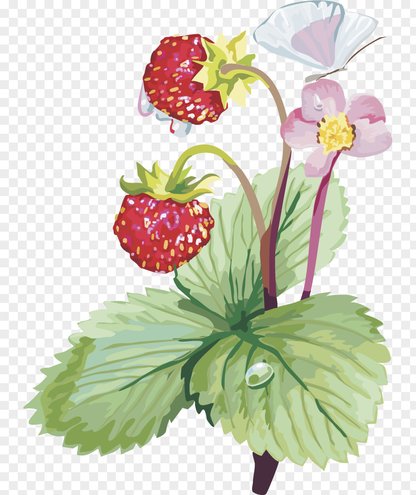 Vector Strawberry Fruit Musk Clip Art PNG