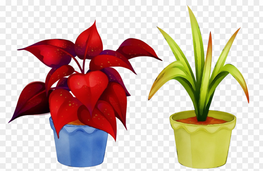 Anthurium Flowering Plant Flowerpot Flower Houseplant Petal PNG