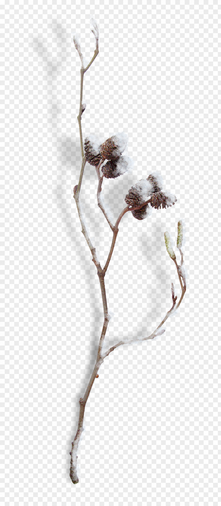 Branch Twig Plant Tree Flower PNG