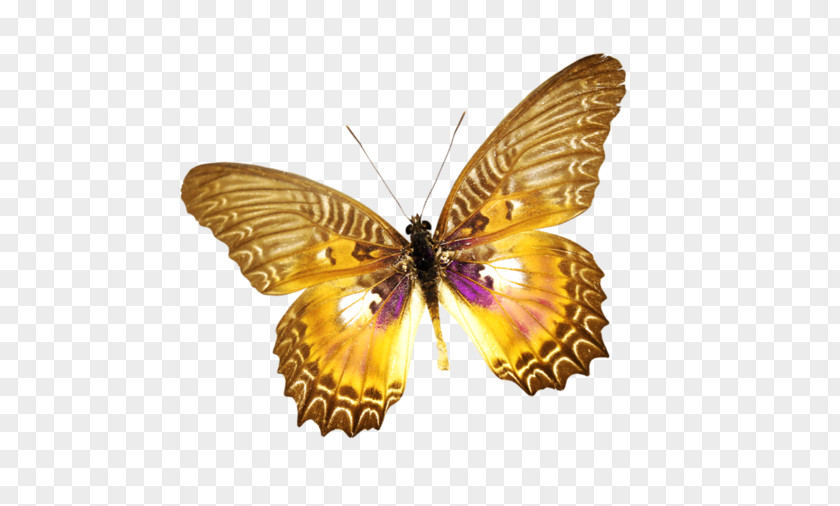 Butterfly Brush-footed Butterflies Ulysses Moth Insect PNG