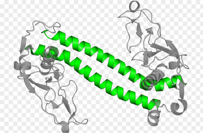 Chain Green Ap1 Transcription Factor PNG
